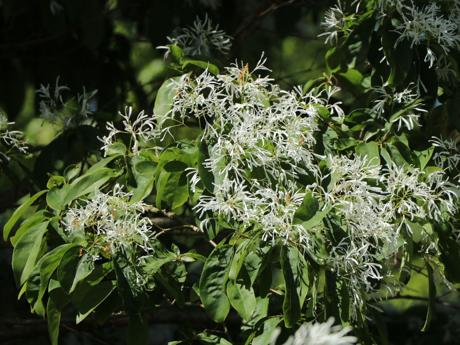 Chinesischer Schneeflockenstrauch - Chionanthus retusus