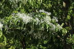 Chinesischer Schneeflockenstrauch - Chionanthus retusus