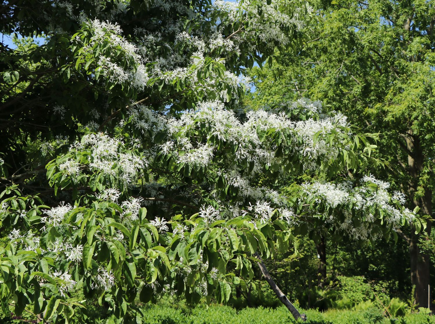 Chinesischer Schneeflockenstrauch - Chionanthus retusus