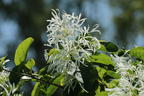 Chinesischer Schneeflockenstrauch - Chionanthus retusus