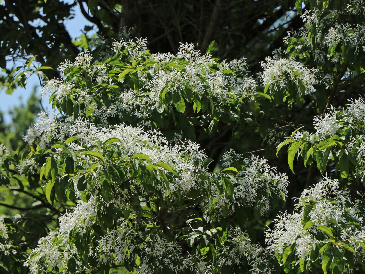 Chinesischer Schneeflockenstrauch - Chionanthus retusus