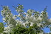 Chinesischer Schneeflockenstrauch - Chionanthus retusus