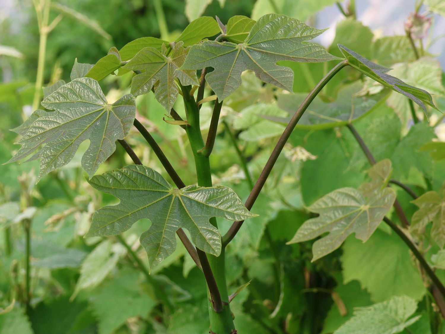 Chinesischer Sonnenschirmbaum - Firmiana simplex