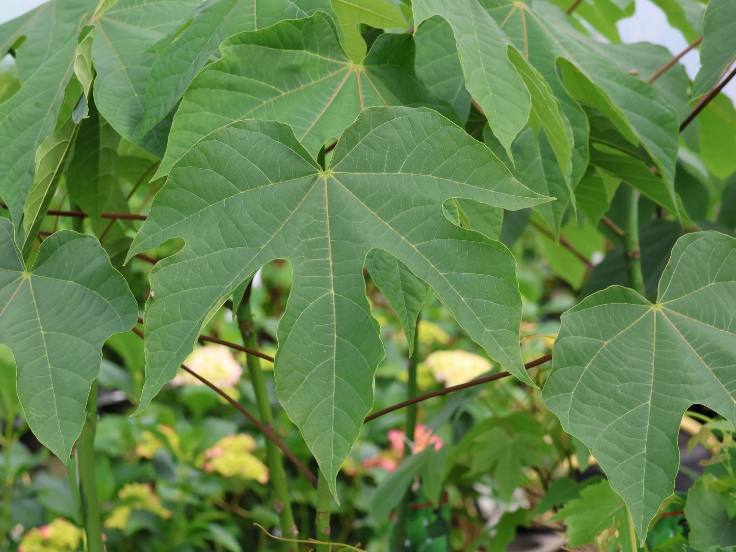 Chinesischer Sonnenschirmbaum - Firmiana simplex