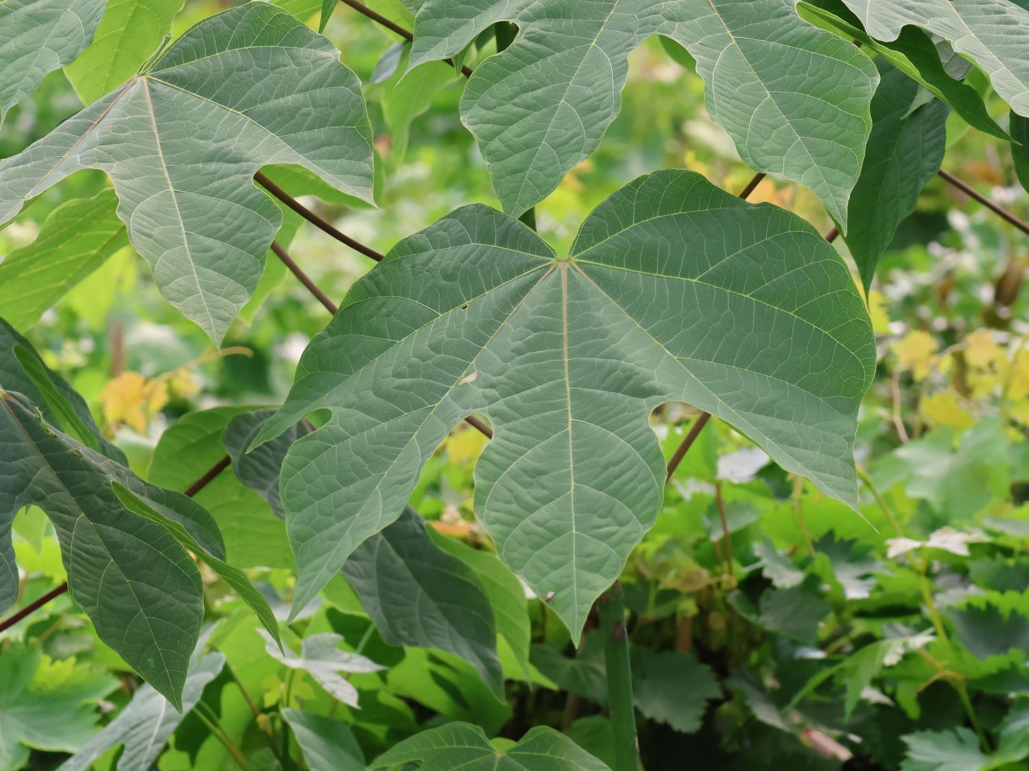 Chinesischer Sonnenschirmbaum - Firmiana simplex