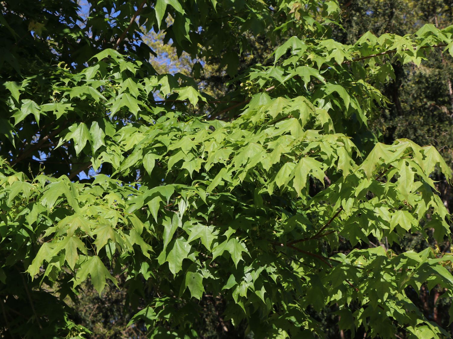 Chinesischer Spitz-Ahorn