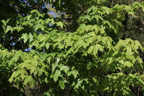 Chinesischer Spitz-Ahorn - Acer truncatum