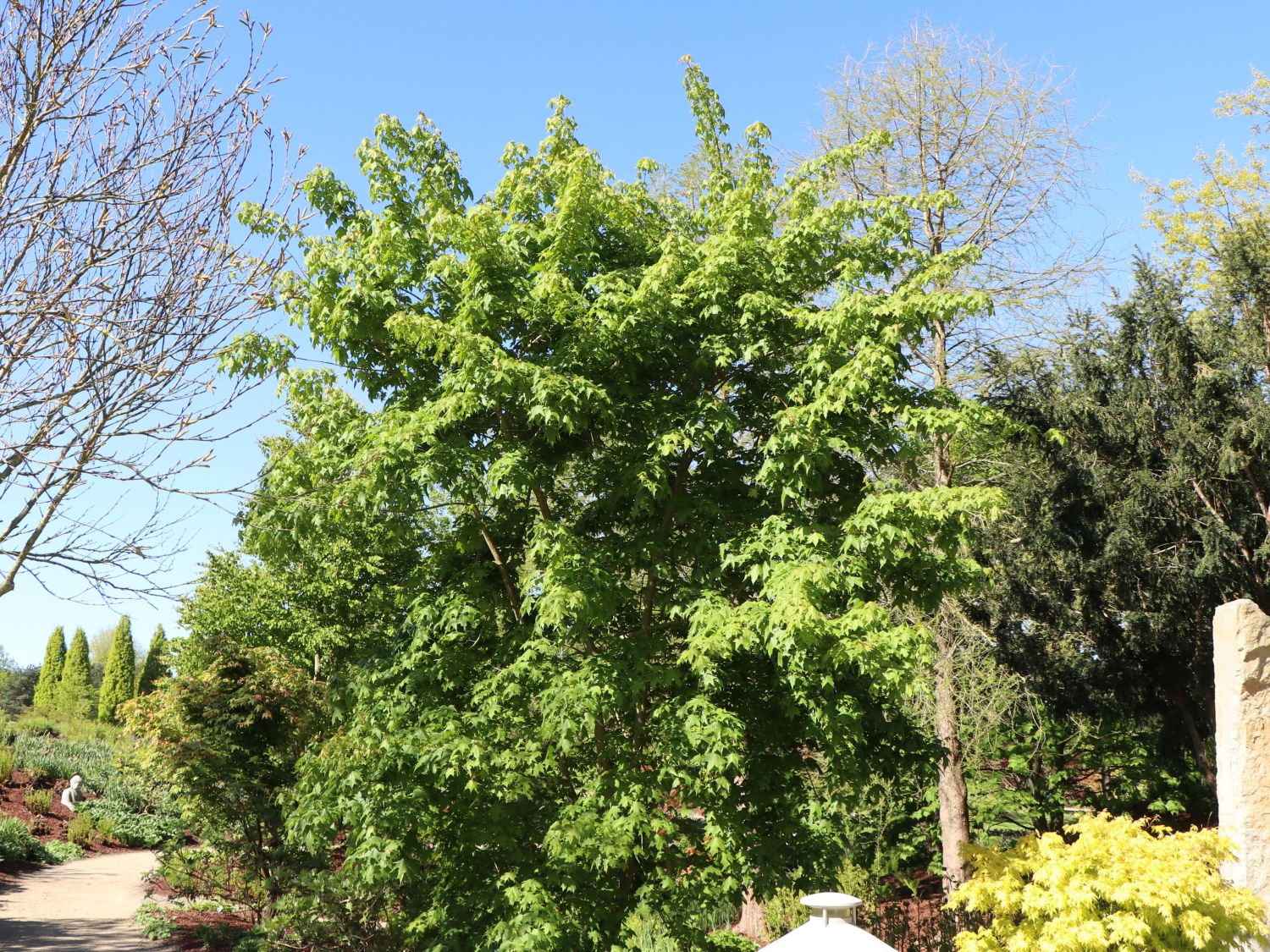 Chinesischer Spitz-Ahorn - Acer truncatum
