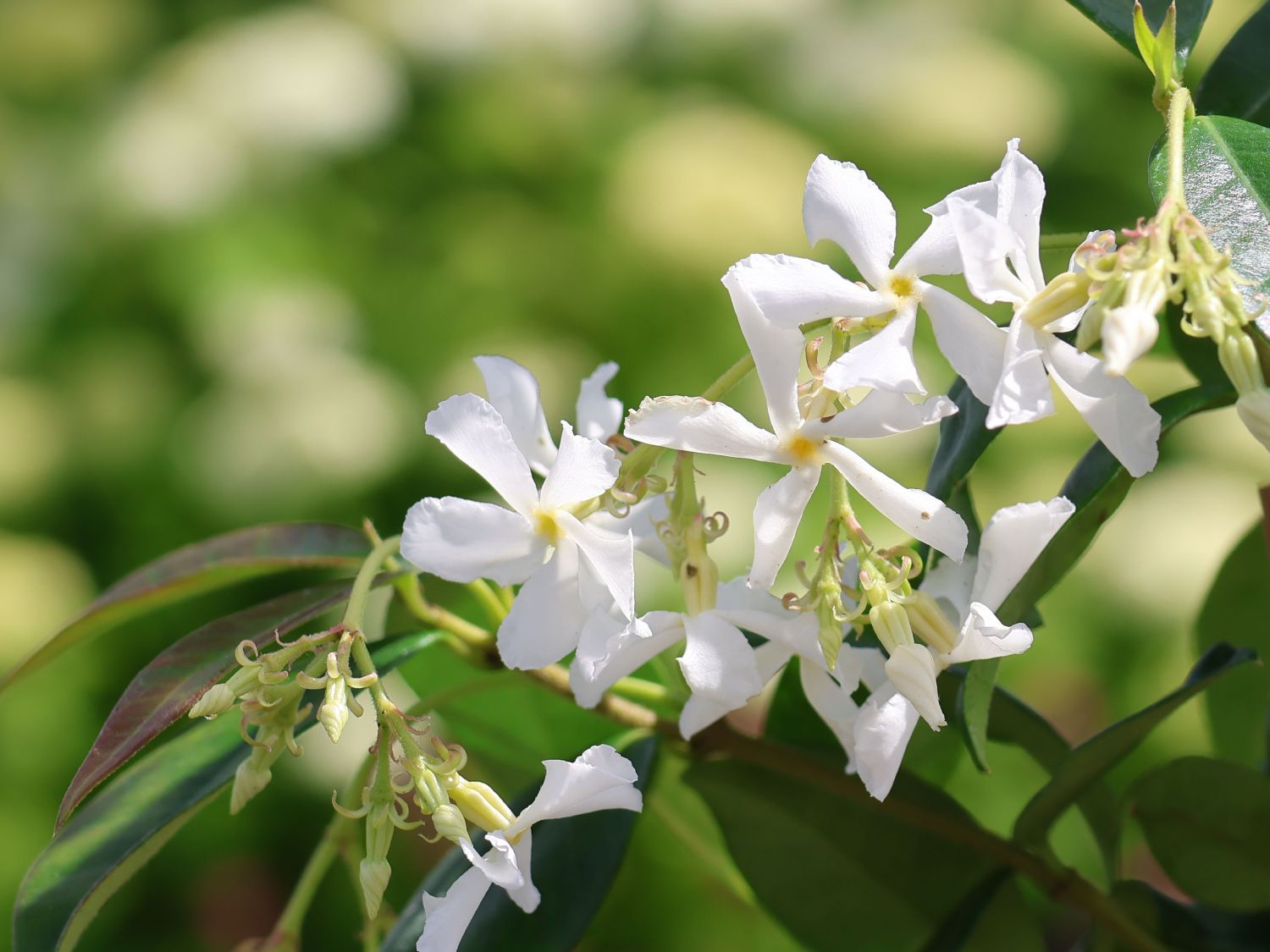 Chinesischer Sternjasmin - Trachelospermum jasminoides