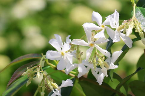 Chinesischer Sternjasmin - Trachelospermum jasminoides