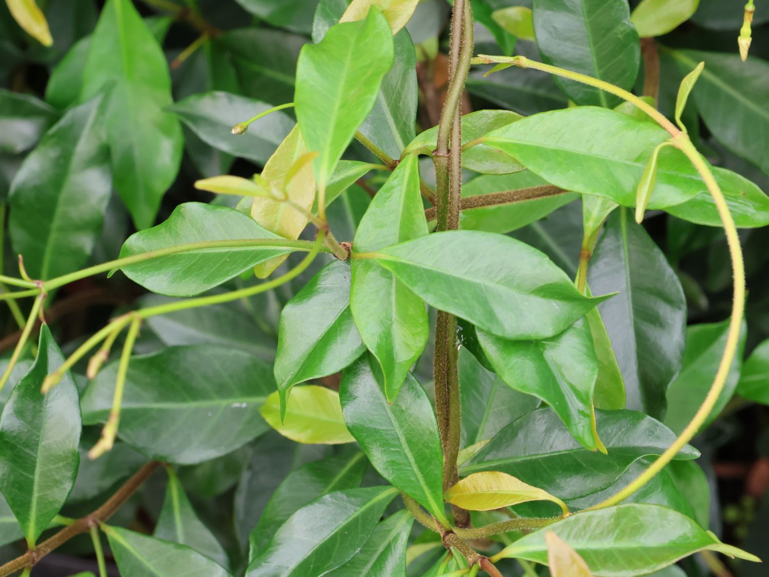 Chinesischer Sternjasmin - Trachelospermum jasminoides