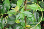 Chinesischer Sternjasmin - Trachelospermum jasminoides