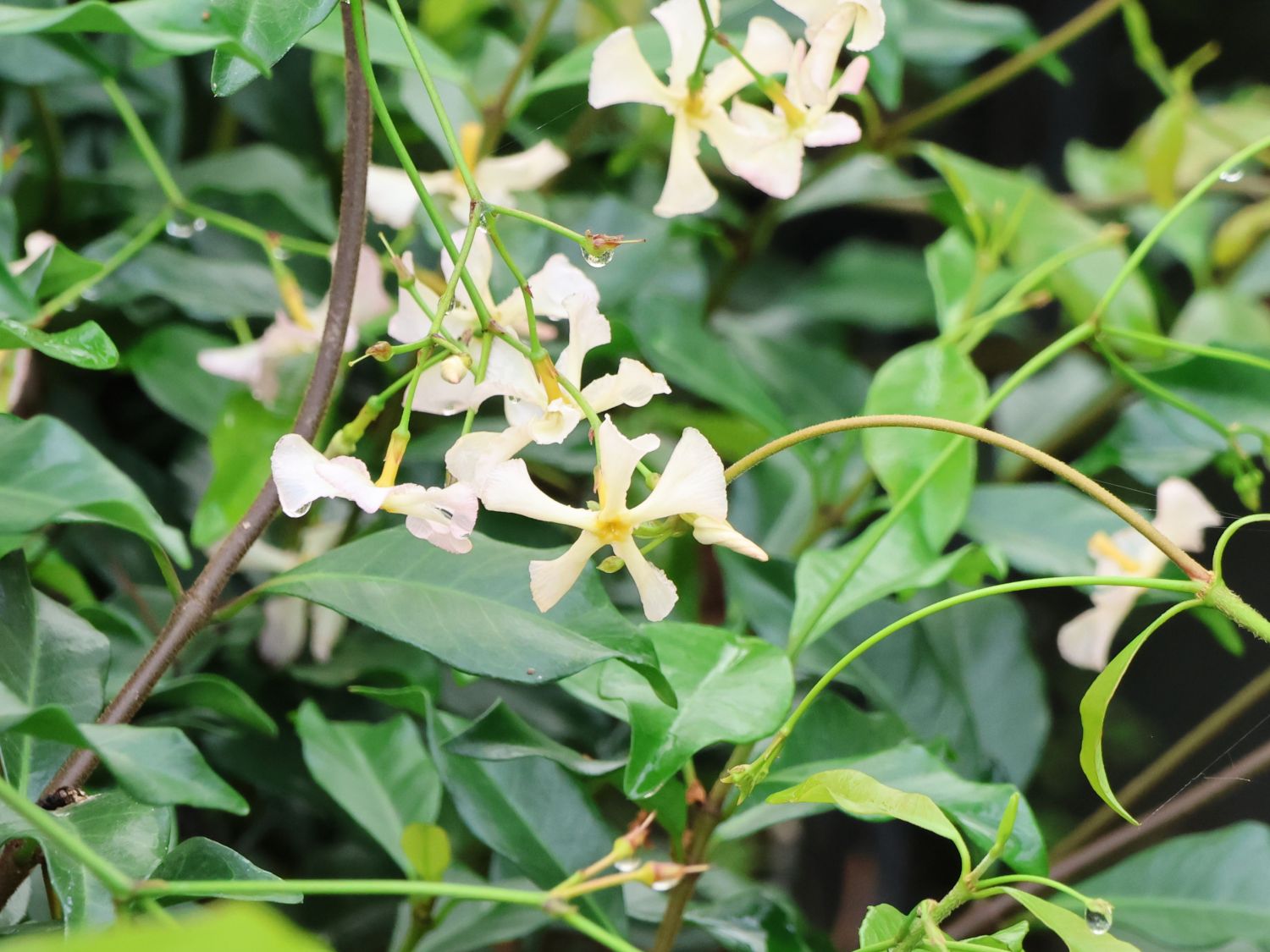 Chinesischer Sternjasmin - Trachelospermum jasminoides