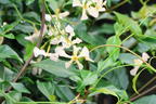 Chinesischer Sternjasmin - Trachelospermum jasminoides