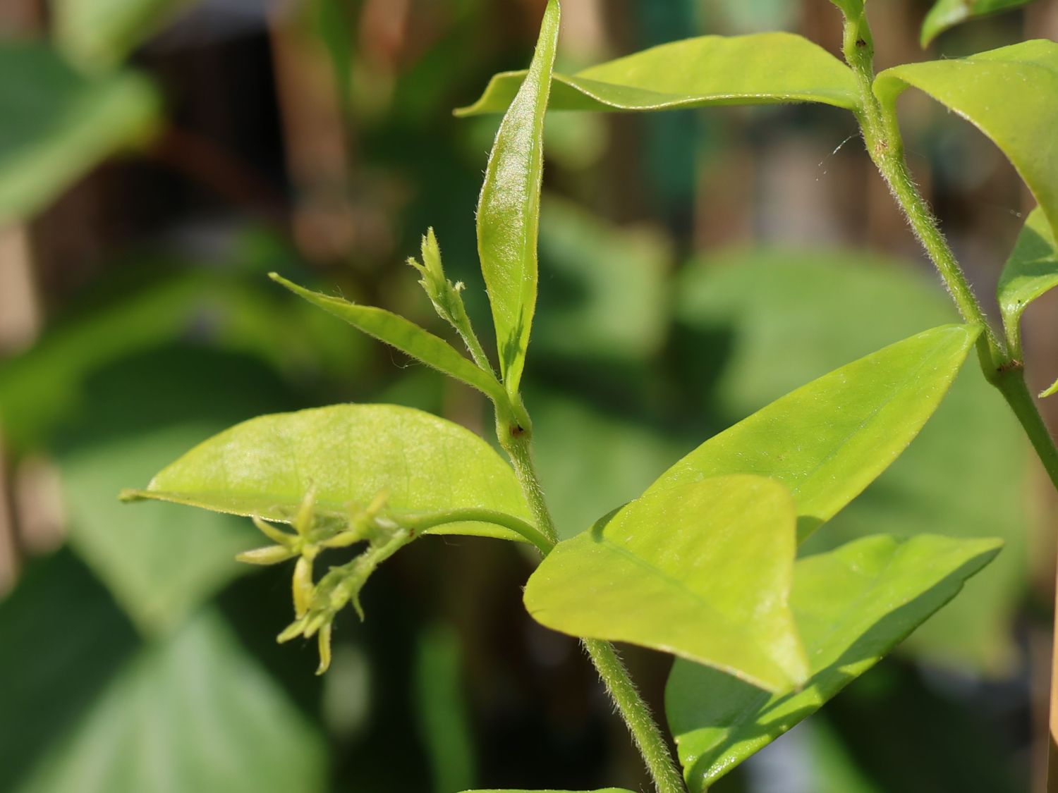 Chinesischer Sternjasmin - Trachelospermum jasminoides