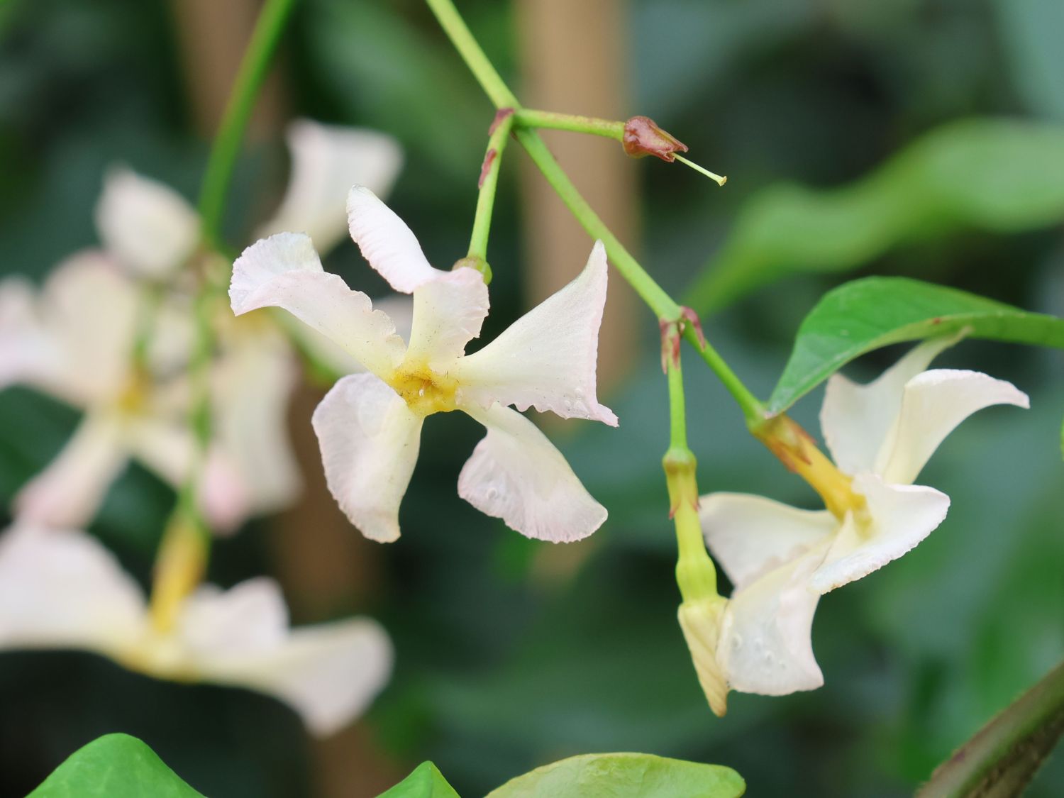 Chinesischer Sternjasmin - Trachelospermum jasminoides