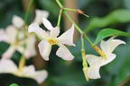 Chinesischer Sternjasmin - Trachelospermum jasminoides