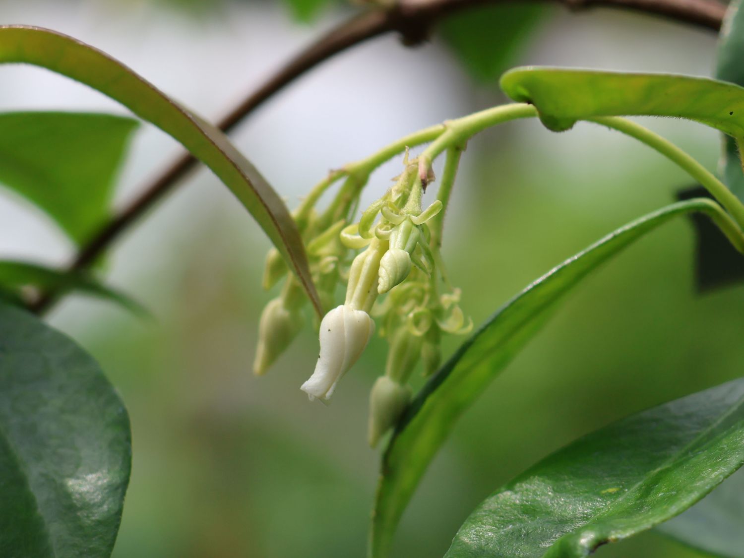 Chinesischer Sternjasmin - Trachelospermum jasminoides