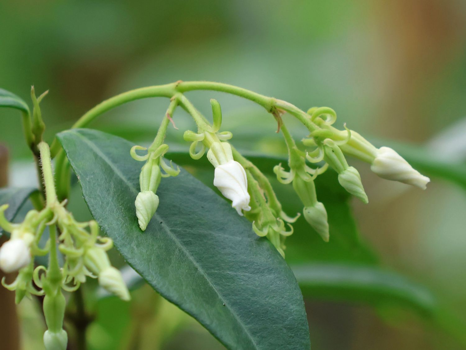 Chinesischer Sternjasmin - Trachelospermum jasminoides