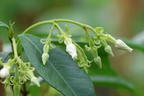 Chinesischer Sternjasmin - Trachelospermum jasminoides