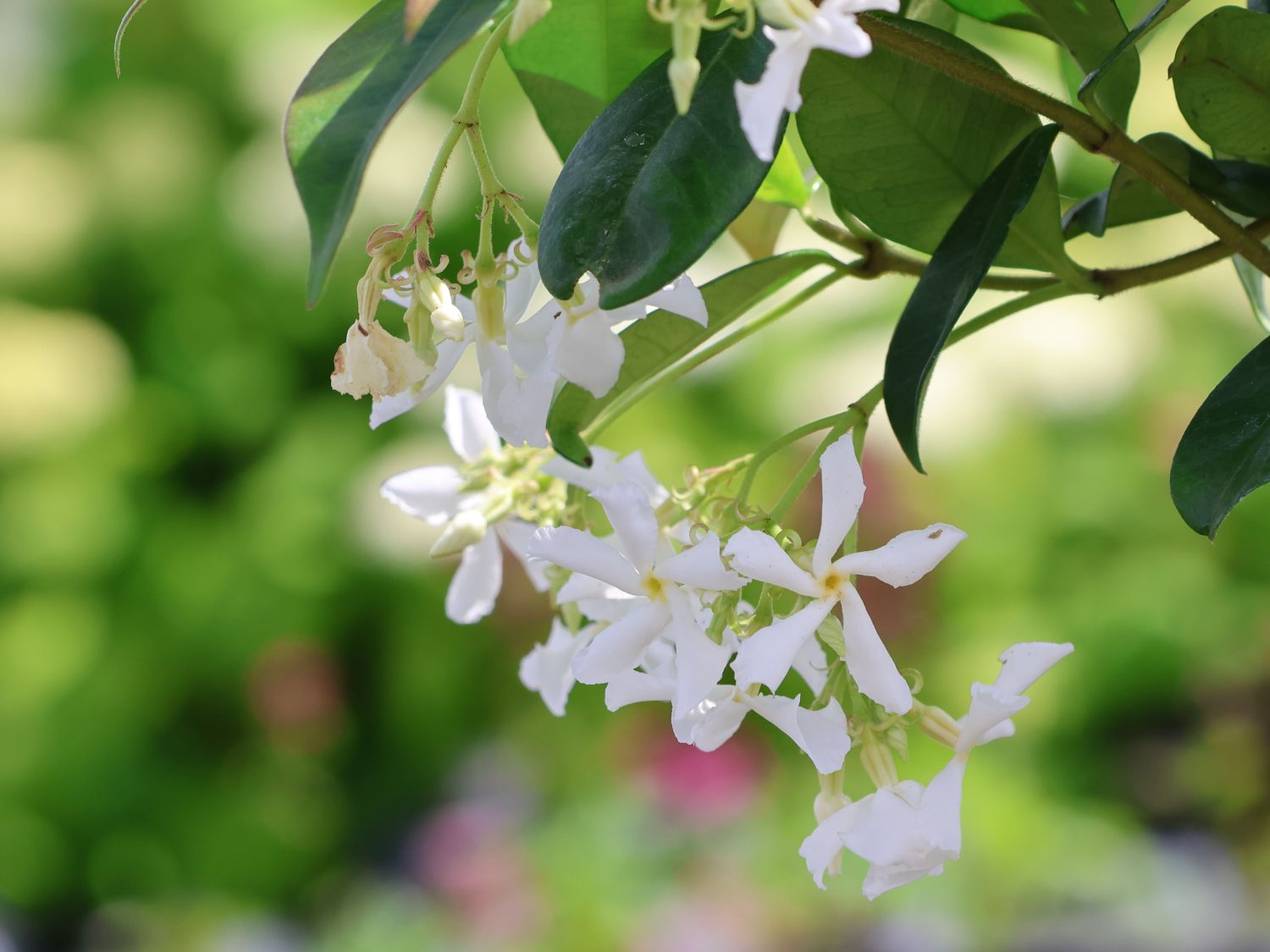 Chinesischer Sternjasmin - Trachelospermum jasminoides