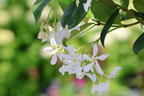 Chinesischer Sternjasmin - Trachelospermum jasminoides