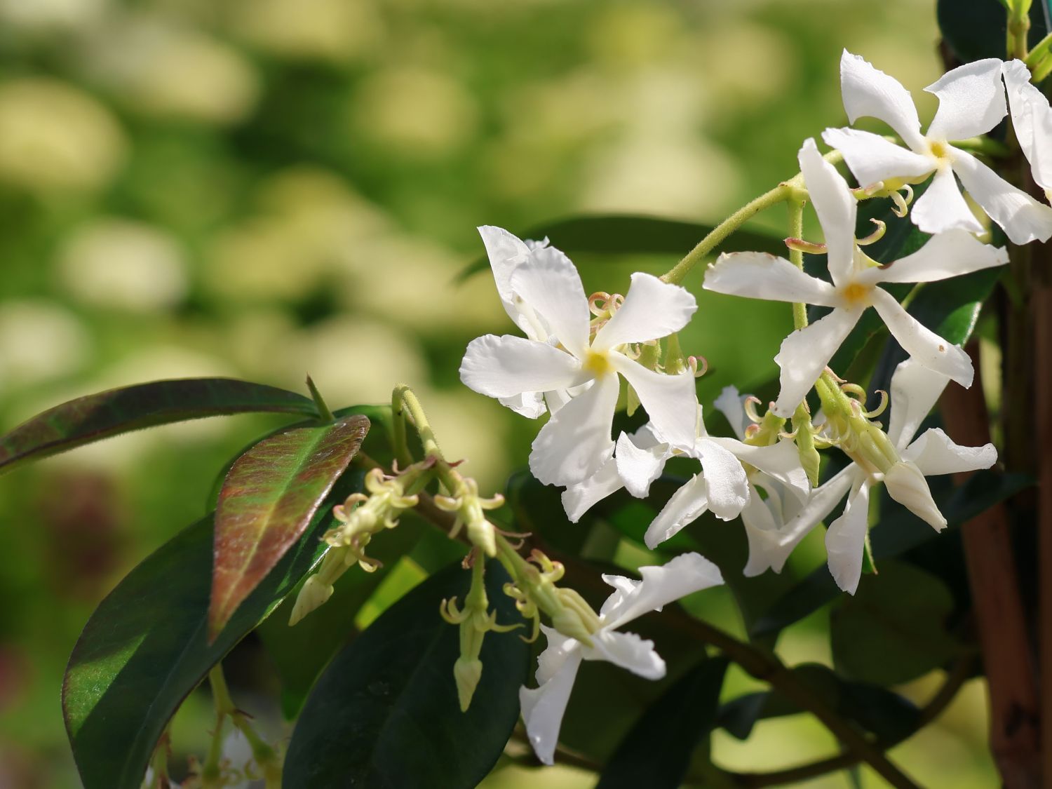 Chinesischer Sternjasmin - Trachelospermum jasminoides