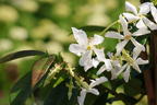 Chinesischer Sternjasmin - Trachelospermum jasminoides