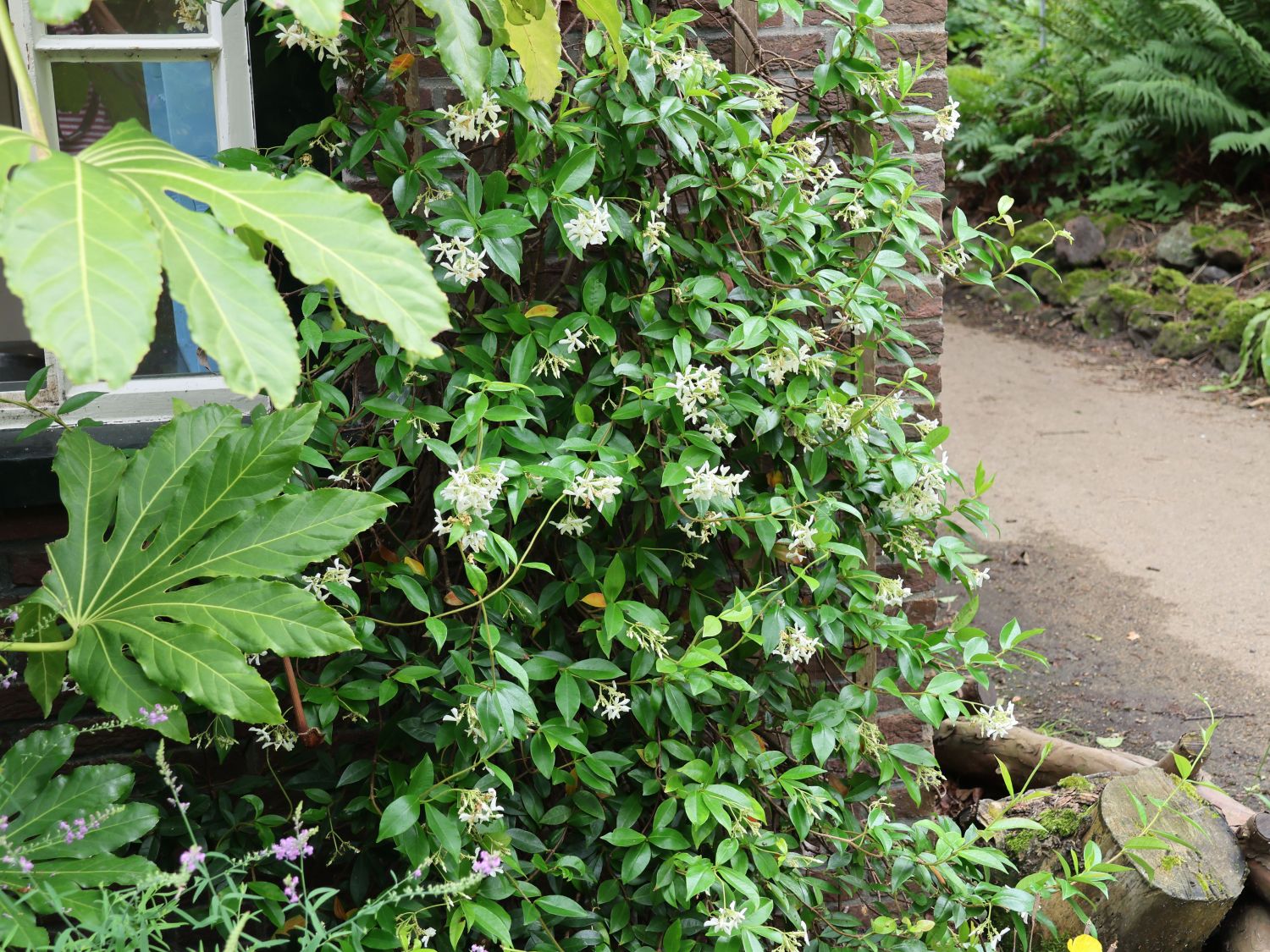 Chinesischer Sternjasmin - Trachelospermum jasminoides
