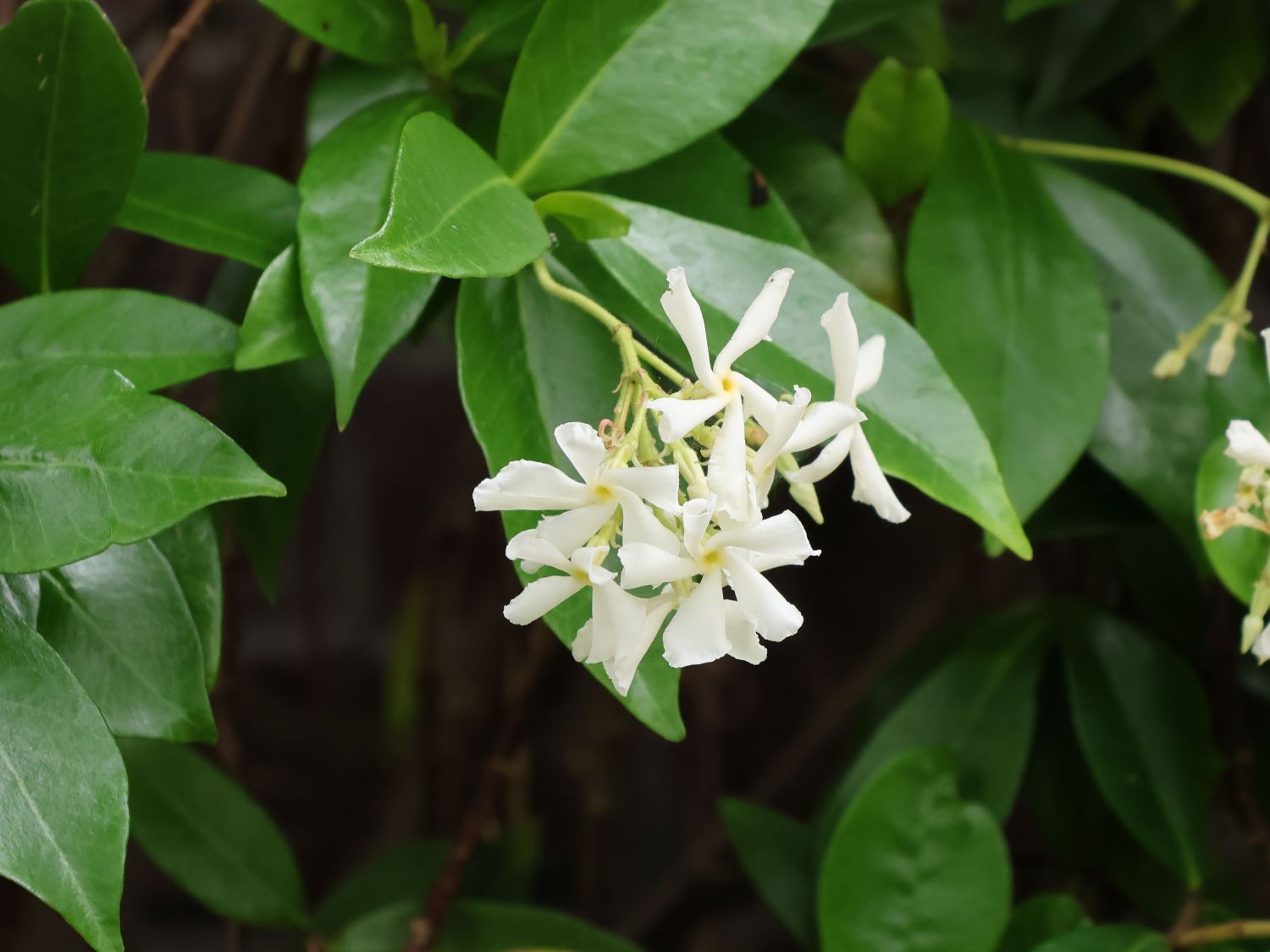 Chinesischer Sternjasmin - Trachelospermum jasminoides