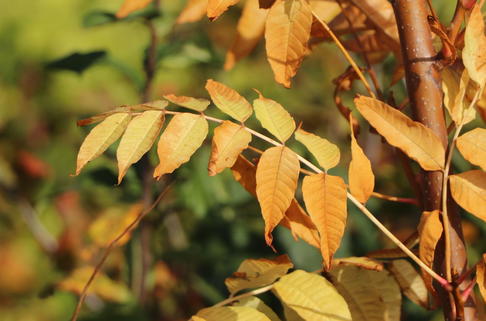 Chinesischer Surenbaum - Toona sinensis