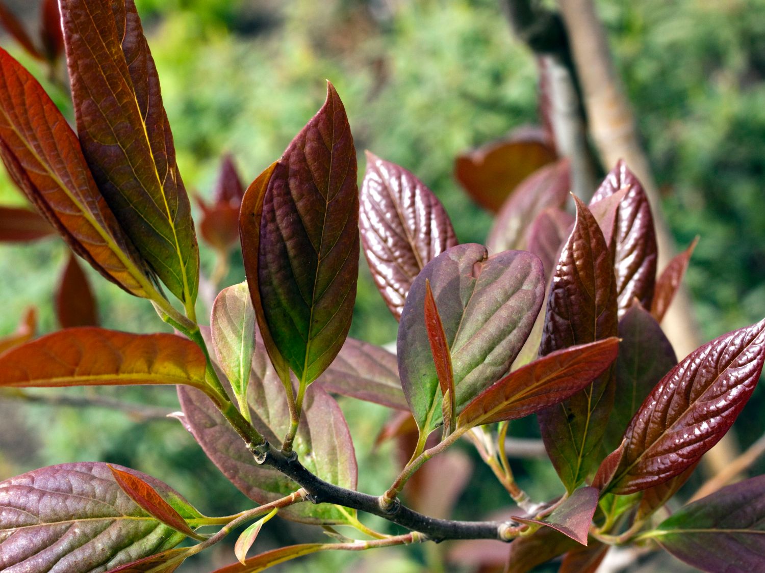 Tupelobäume (Nyssa)