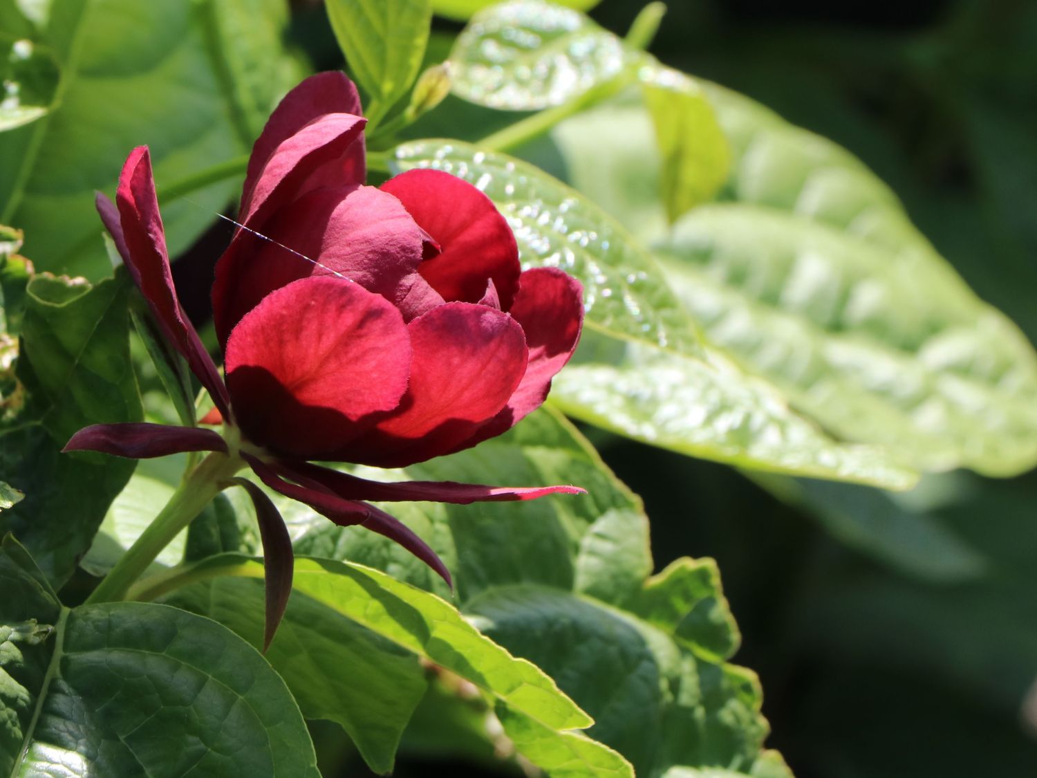 Chinesischer Wachsstrauch 'Hartlage Wine' - Sinocalycanthus raulstonii 'Hartlage Wine'