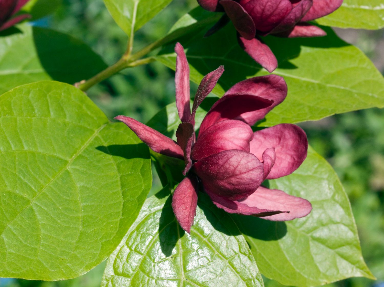 Chinesischer Wachsstrauch 'Hartlage Wine' - Sinocalycanthus raulstonii 'Hartlage Wine'