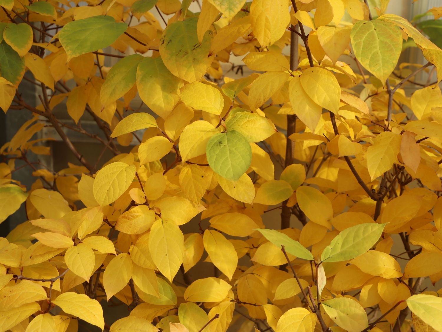 Chinesischer Wachsstrauch 'Hartlage Wine' - Sinocalycanthus raulstonii 'Hartlage Wine'