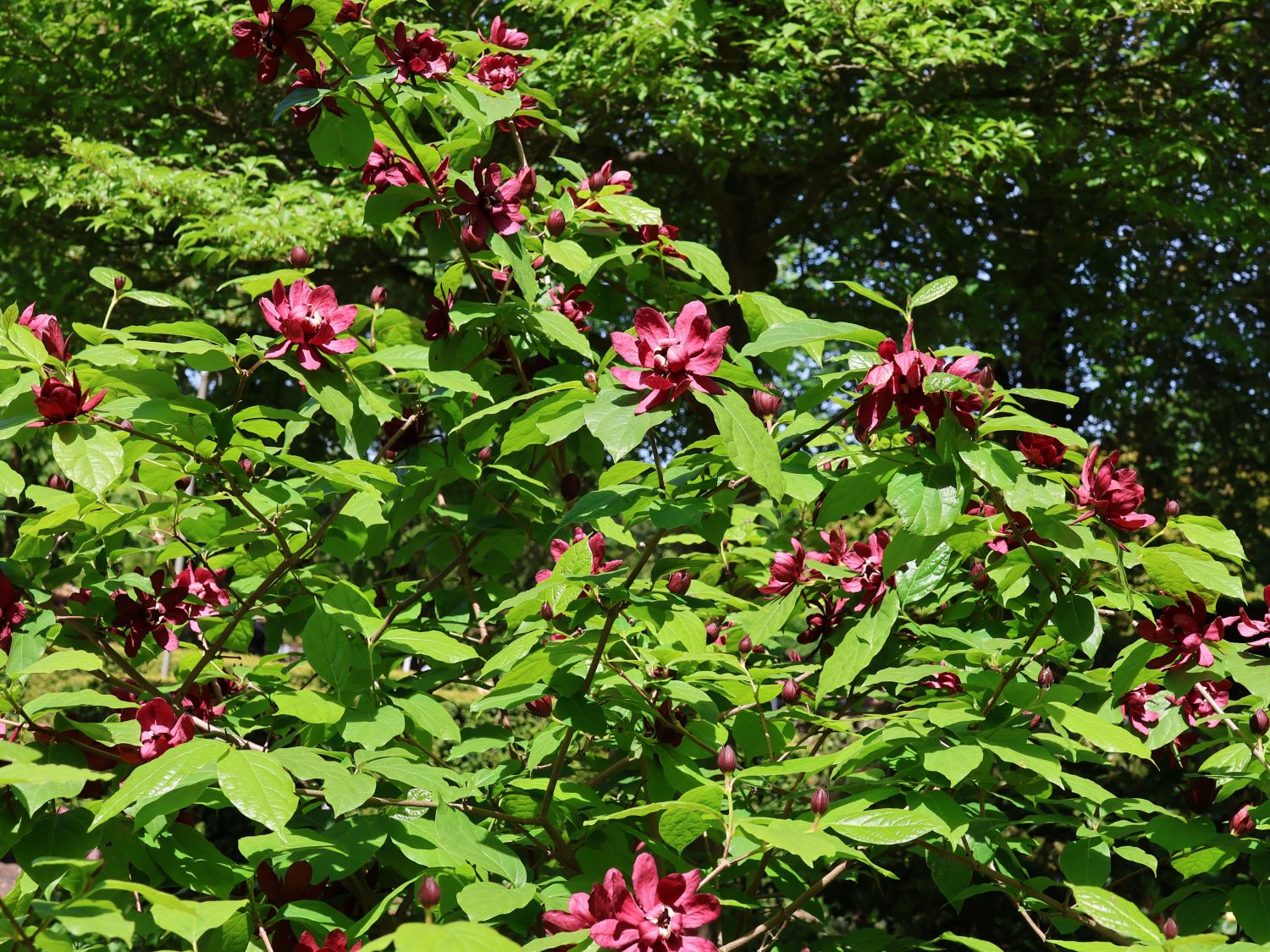 Chinesischer Wachsstrauch 'Hartlage Wine' - Sinocalycanthus raulstonii 'Hartlage Wine'