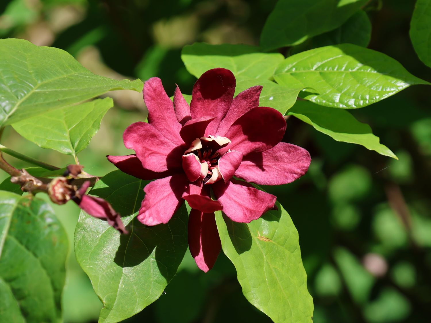 Chinesischer Wachsstrauch 'Hartlage Wine' - Sinocalycanthus raulstonii 'Hartlage Wine'