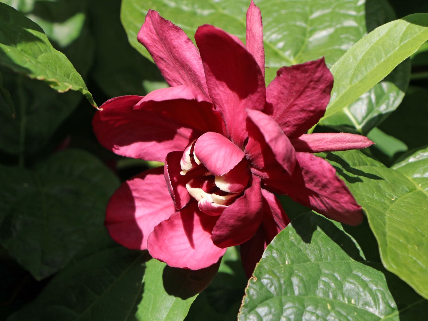 Chinesischer Wachsstrauch 'Hartlage Wine' - Sinocalycanthus raulstonii 'Hartlage Wine'