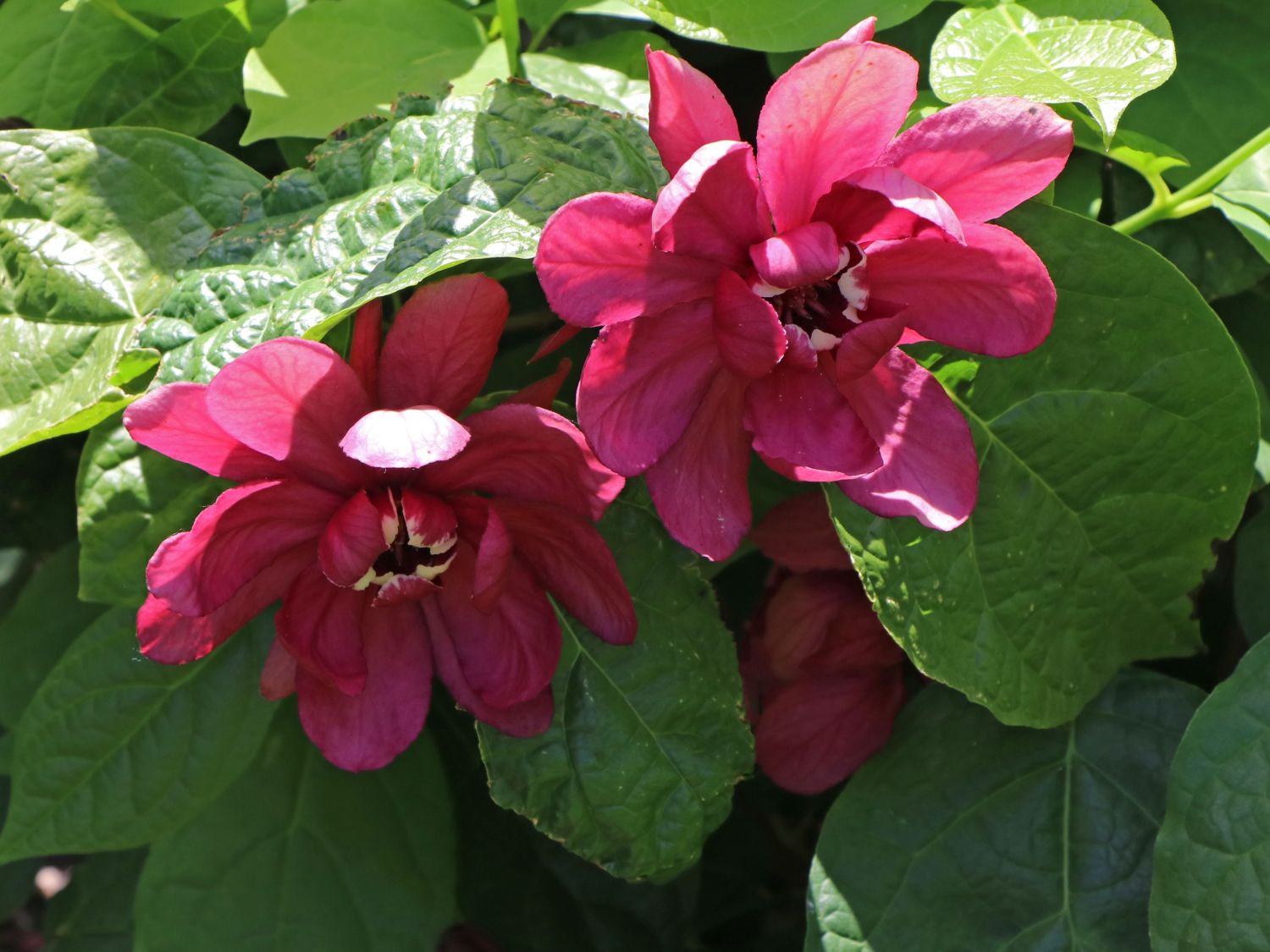 Chinesischer Wachsstrauch 'Hartlage Wine' - Sinocalycanthus raulstonii 'Hartlage Wine'