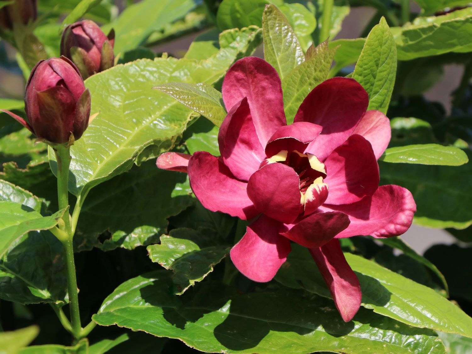 Chinesischer Wachsstrauch 'Hartlage Wine' - Sinocalycanthus raulstonii 'Hartlage Wine'