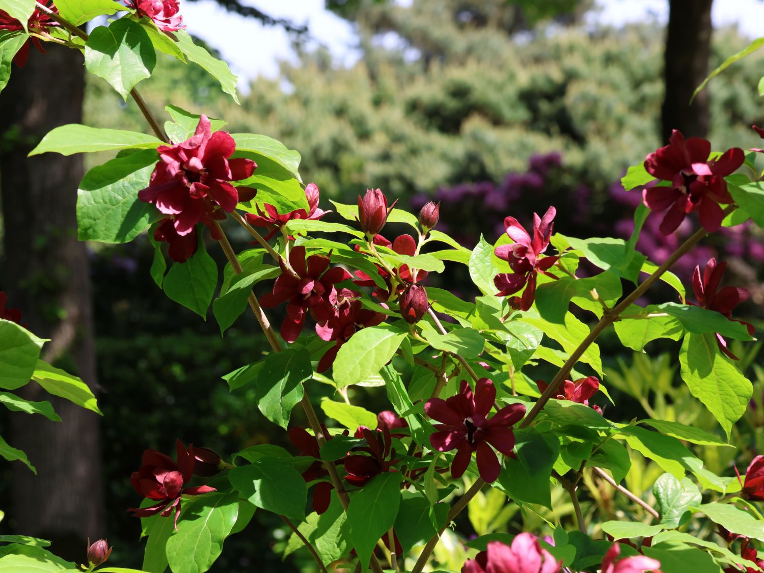 Chinesischer Wachsstrauch 'Hartlage Wine' - Sinocalycanthus raulstonii 'Hartlage Wine'