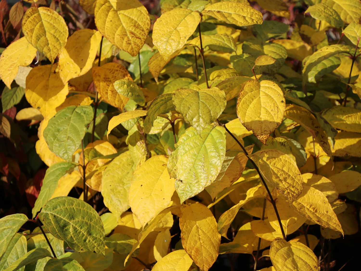 Chinesischer Wachsstrauch 'Hartlage Wine' - Sinocalycanthus raulstonii 'Hartlage Wine'