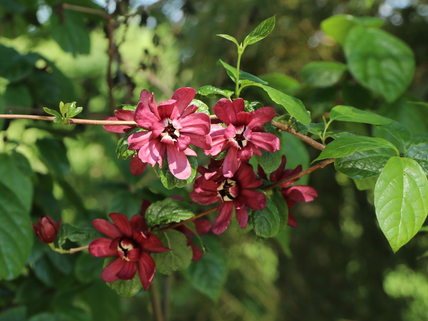 Chinesischer Wachsstrauch 'Hartlage Wine' - Sinocalycanthus raulstonii 'Hartlage Wine'