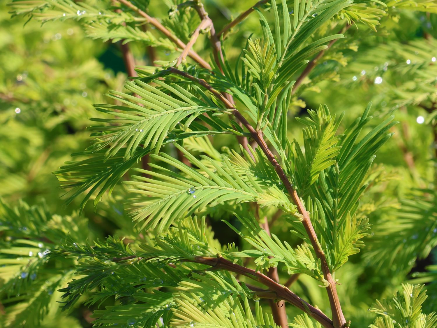 Chinesisches Rotholz 'Chubby' - Metasequoia glyptostroboides 'Chubby'