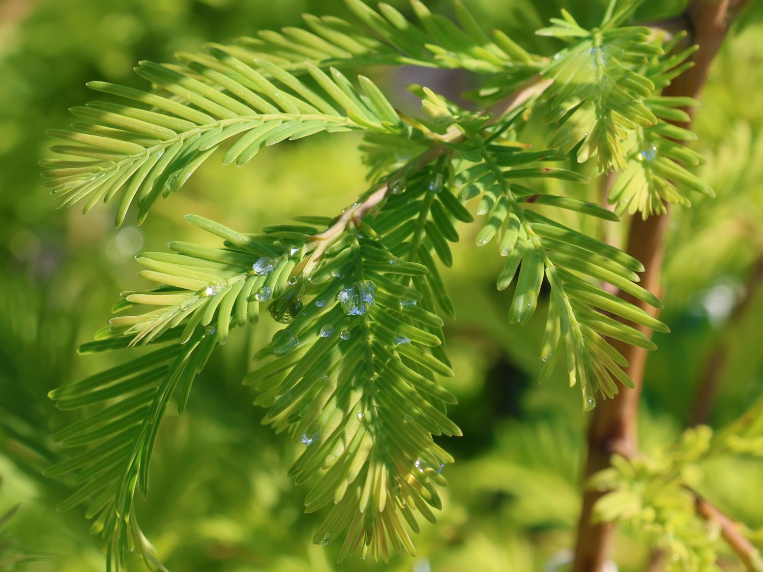 Chinesisches Rotholz 'Chubby' - Metasequoia glyptostroboides 'Chubby'