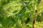 Chinesisches Rotholz 'Chubby' - Metasequoia glyptostroboides 'Chubby'