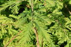 Chinesisches Rotholz 'Chubby' - Metasequoia glyptostroboides 'Chubby'
