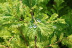 Chinesisches Rotholz 'Chubby' - Metasequoia glyptostroboides 'Chubby'