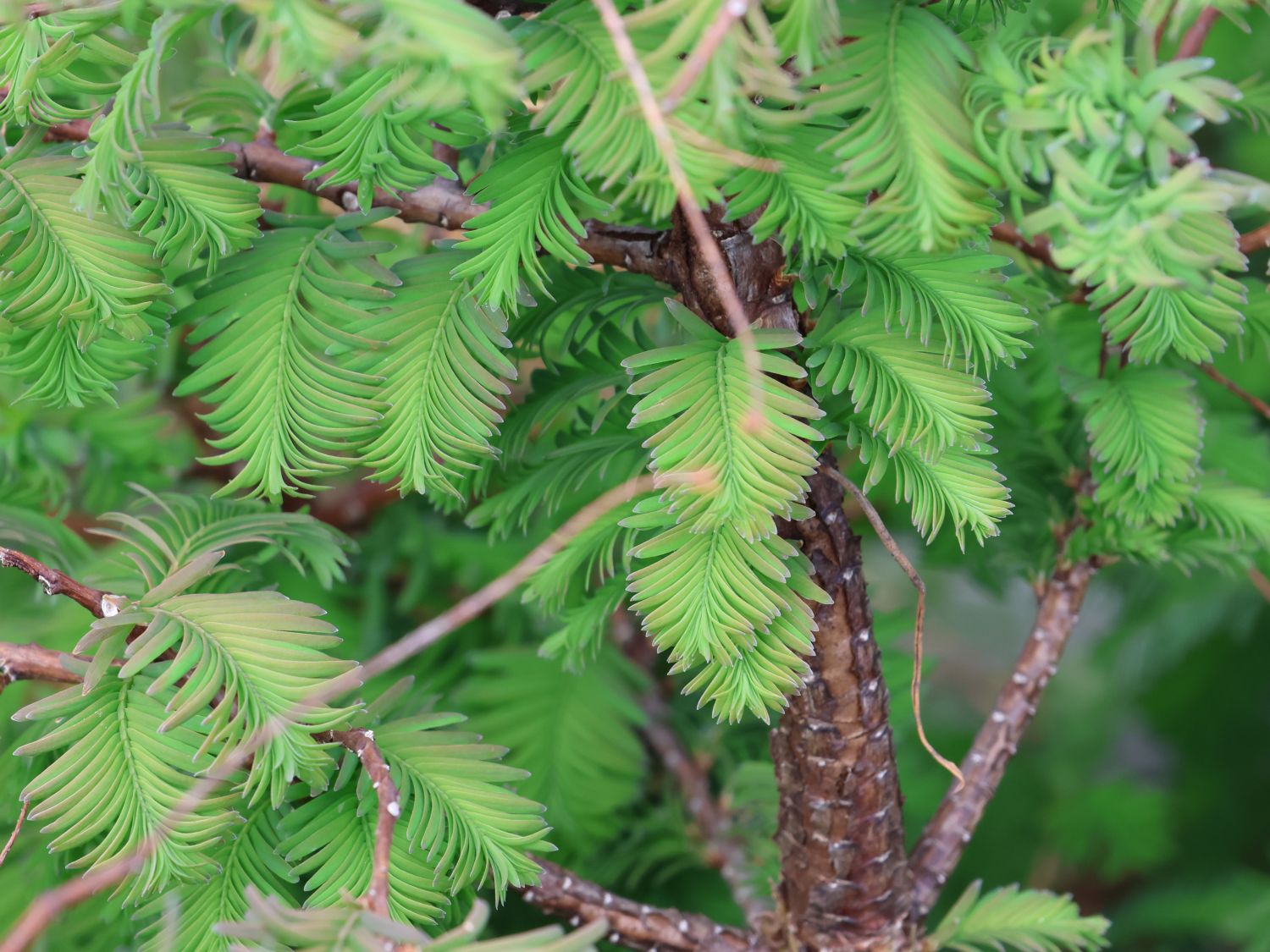 Chinesisches Rotholz 'Daweswood Tawny Fleece'