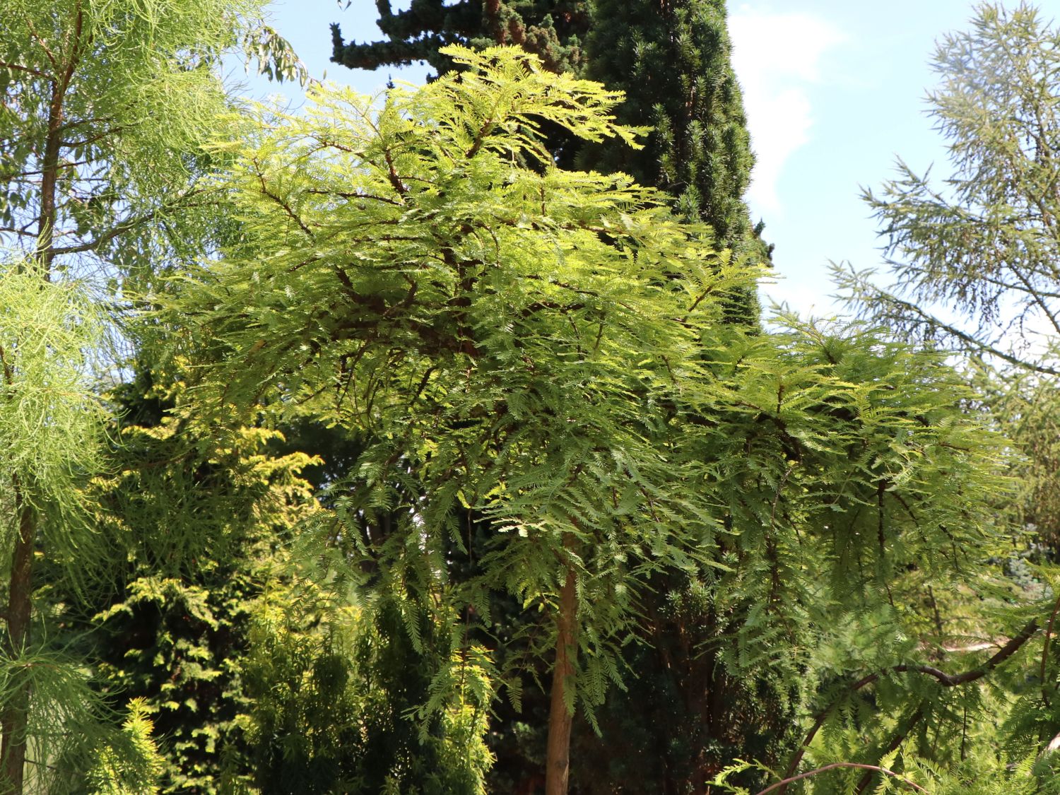 Chinesisches Rotholz 'Miss Grace'